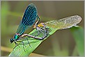 Accouplement de libellules Calopteryx splendens (CANON 20D + EF 180 macro L + 550EX + diffuseur Lastolite)