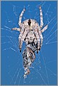 Araignée Epeire et sa proie (Canon 10D + EF 100 macro)
