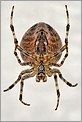 Araignée Epeire sur sa toile (CANON 20D + EF 100 macro)