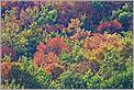 Arbres en parure d'automne (CANON 10D + 100-400 L)