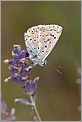 Papillon argus bleu nacre Lysandra coridon (CANON 10D + EF 100 macro)