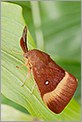 Papillon Bombyx pachygastria trifolii (CANON 20D + EF 180 macro L)