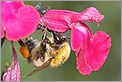 Bourdon butinant le nectar d'une fleur (CANON 5D + EF 180 macro L)
