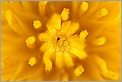 Coeur d'une fleur de Pissenlit (Canon 10D + MP-E 65mm + flash MT24 EX)
