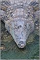 Crocodile faisant la sieste (Canon 10D + 100-400 IS L)