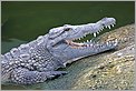 Tête de Crocodile (Canon 10D + 100-400 IS L)