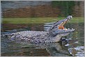 Crocodile (Canon 10D + 100-400 IS L)
