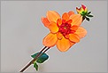 Dahlias en fleur  (CANON 20D + EF 180 macro L)