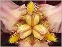 Coeur d'un Iris (OLYMPUS E-10)