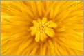 Fleur de Pissenlit (Canon 10D + MP-E 65mm + flash MT24 EX)