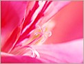 Pistil d'une fleur (OLYMPUS E-10)