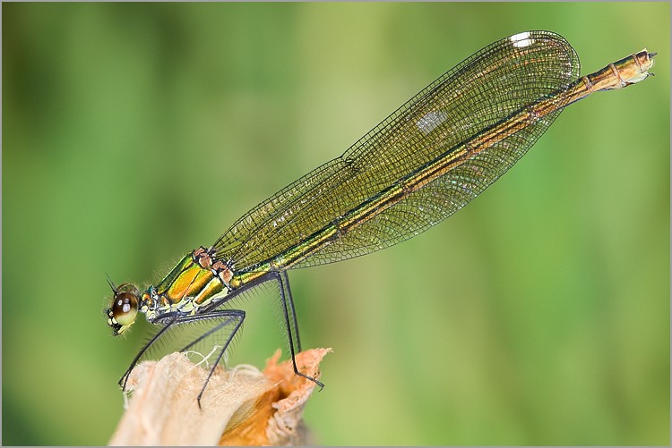 Libellule Calopt ryx Splendens Femelle CANON 5D EF 100mm Macro USM 