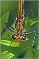 Tête de libellule Caloptéryx virgo femelle (CANON 10D +EF 100 macro)