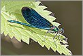 Libellule Calopteryx mâle (CANON 20D + EF 180 macro + 550EX + diffuseur Lastolite)