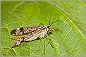 Mouche scorpion Panorpa communis femelle (CANON 20D + EF 180 macro L)