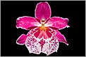 Orchidée & transparence (CANON 20D + EF 100 macro)