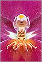 Orchidée "tête de clown" (CANON 20D + EF 100 macro)