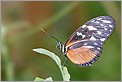 Papillon Heliconius hecale (CANON 20D + EF 100 macro + MT-24EX)