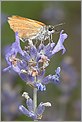 Papillon Hespérie de la Houque "Thymelicus sylvestris" (CANON 10D + EF 100 macro)