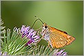 Papillon Hesperie ochlodes venatus sylvaine (CANON 20D + EF 180 macro L)