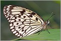 Papillon Idea leuconoe gordita (Canon 10D + EF 100 macro)