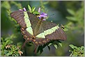 Papillon Palinurus (Canon 10D + EF 100 macro)