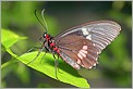 Papillon tropical (Canon 10D + EF 100 macro)