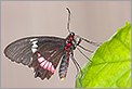 Papillon tropical (CANON 20D + EF 180 macro L)