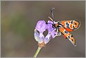 Papillon zygene Fausta (CANON 10D + EF 100 macro)