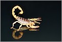 Scorpion Hardrurus arizonensis (CANON 40D + EF 100 macro + MT-24EX + 580EX)