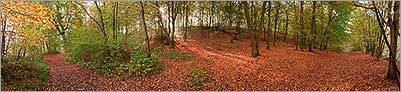 Sous-bois en parure d'automne en forêt de Chantilly (CANON 5D + EF 24mm L)