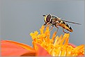 Syrphe butinant le pollens d'une fleur (CANON 20D + EF 180 macro L)
