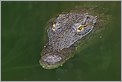 Tête de Crocodile émergeant de l'eau (Canon 10D + 100-400 IS L)