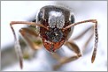 Tête de fourmi en gros plan (Canon 10D + MP-E 65mm)